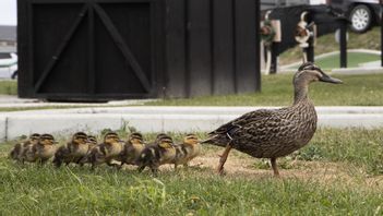 Foto: Mark Baker/AP/TT