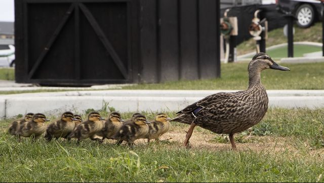 Foto: Mark Baker/AP/TT