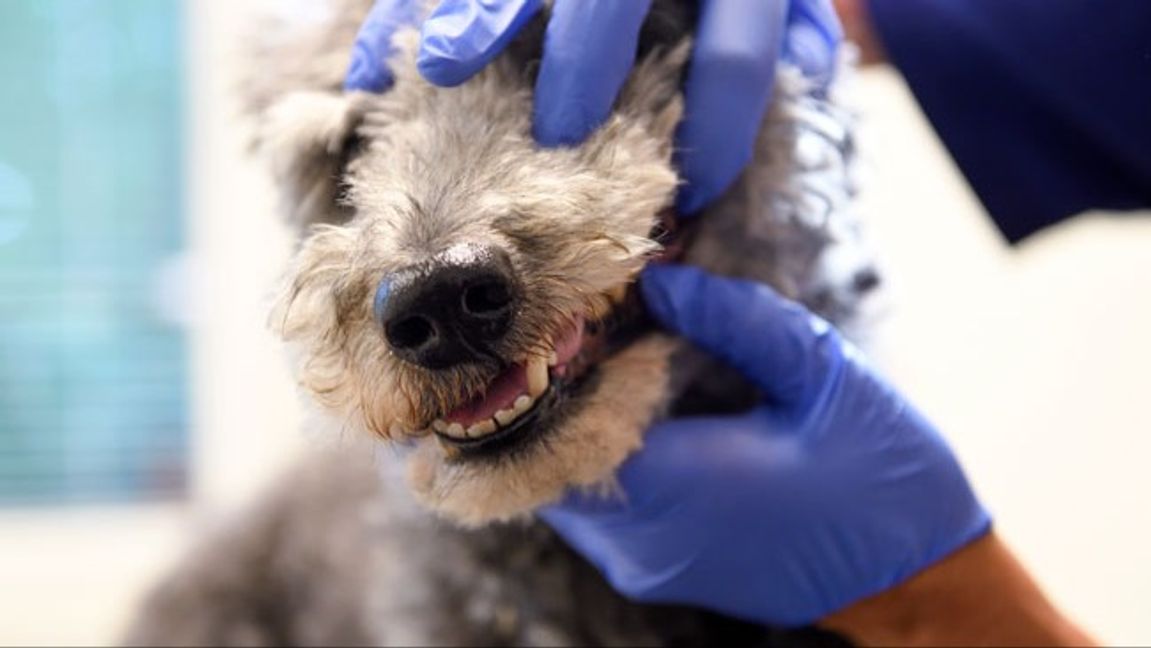 Genrebild. Foto: Henrik Montgomery/TT.