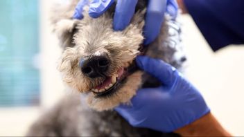 Genrebild. Foto: Henrik Montgomery/TT.