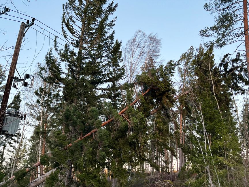 Nedblåsta träd över elledningar orsakar fortsatta strömavbrott i spåren av stormen Johannes som drog in över norra och mellersta Sverige med starka vindar i helgen. Bild från lördagen. Foto: Tomas Bengtsson / TT