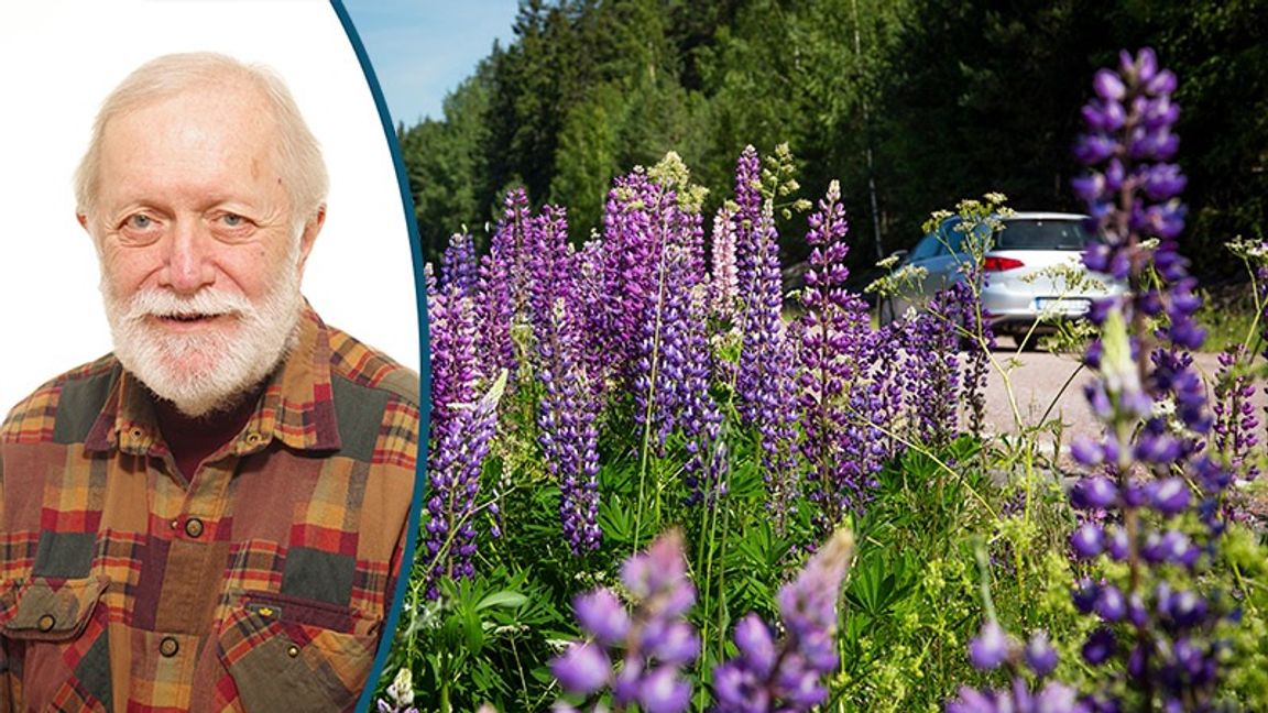 Lupiner är även de invasiva, men ingen klappjakt råder på dem. Foto: Helena Landstedt/TT