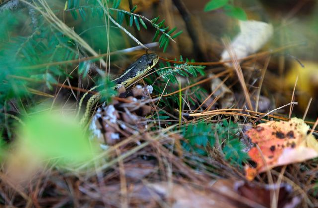 En strumpebandssnok. Arkivbild. Foto: Caleb Jones/AP/TT