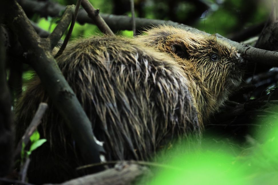 Bävrar och andra gnagare orsakar ibland strömavbrott, enligt Eon. Arkivbild. Foto: Ørn E. Borgen/NTB/TT