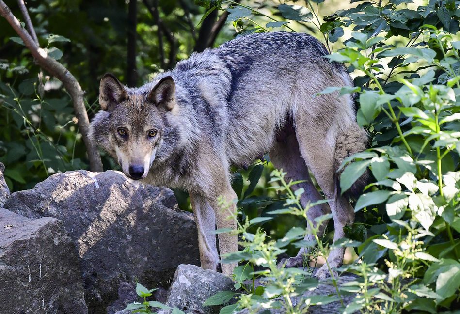 Skyddsjakt på varg gäller i Långbogenreviret i Östergötland. Vargen på bilden fotades på Skansen för några år sedan. Foto: Jonas Ekströmer/TT