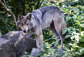 Skyddsjakt på varg gäller i Långbogenreviret i Östergötland. Vargen på bilden fotades på Skansen för några år sedan. Foto: Jonas Ekströmer/TT