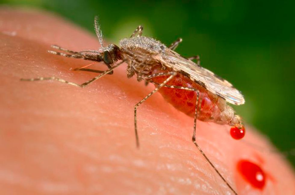 Världens kanske farligaste djur – malariamyggan Anopheles stephensi. Malariaparasiten lever i myggorna, och sprids sedan till människan, där de lever och förökas i de röda blodkropparna. Arkivbild. Foto: James Gathany/AP/TT