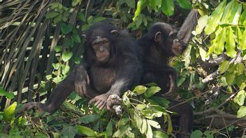 Foto: Ben Costamagna/CC BY 4.0