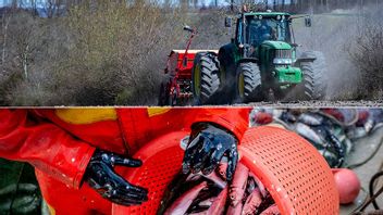 Regeringen erbjuder krisstöd till lantbruk och fiskeriindustri. Foto: Johan Nilsson/TT / Michael Probst/AP/TT