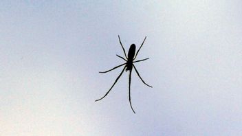 Spindelskämtet slutade på sjukhuset. Arkivbild. Foto: Hasse Holmberg/TT.