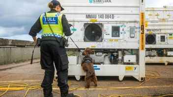 Tullen i Helsingborg söker efter kokain i kylkontainrar med hjälp av narkotikahund. Foto: Josefine Stenersen/SvD/TT