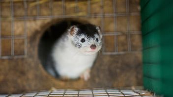 Alla minkar på gården i fråga kommer att avlivas. Foto: Patric Söderström/TT. 