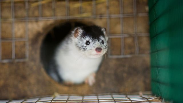 Alla minkar på gården i fråga kommer att avlivas. Foto: Patric Söderström/TT.