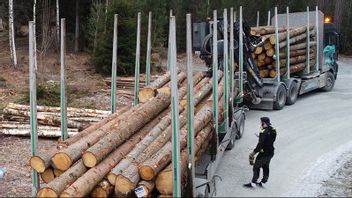 Skogsavverkningen slog rekord förra året. Foto: Fredrik Sandberg/TT