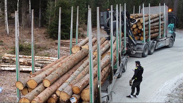 Skogsavverkningen slog rekord förra året. Foto: Fredrik Sandberg/TT