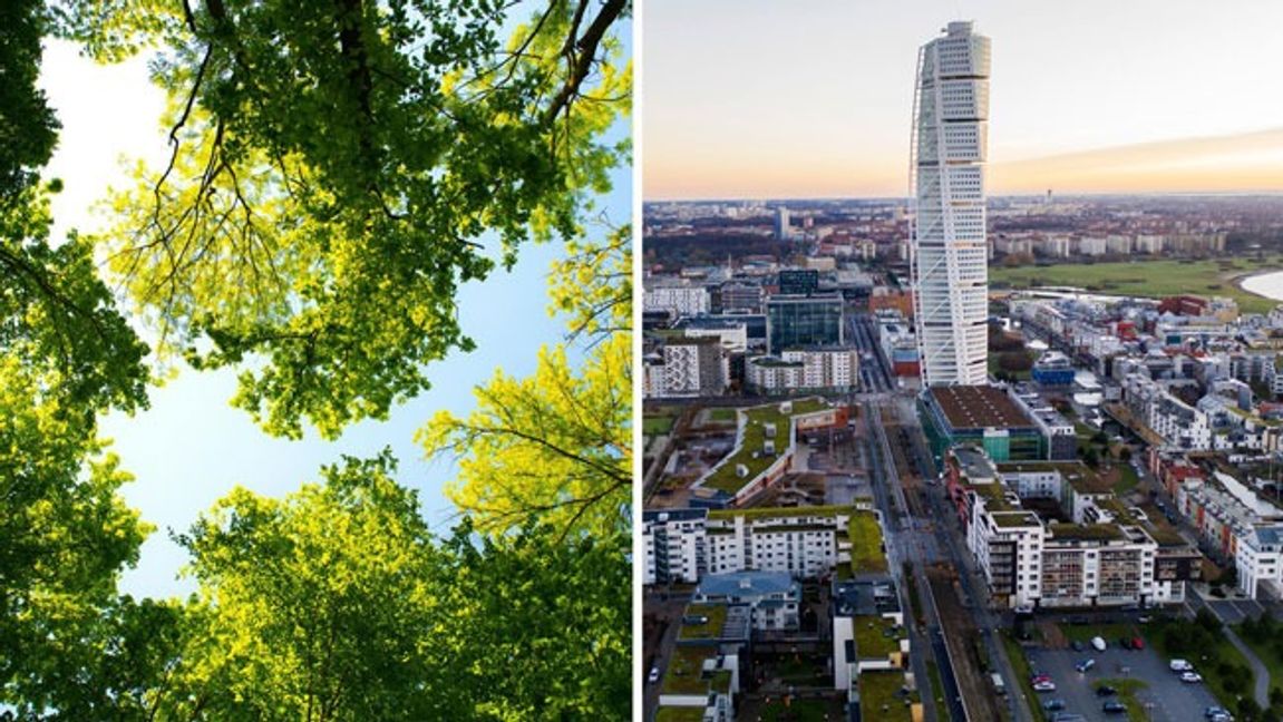 Foto: Pexels/Johan Nilsson/TT.