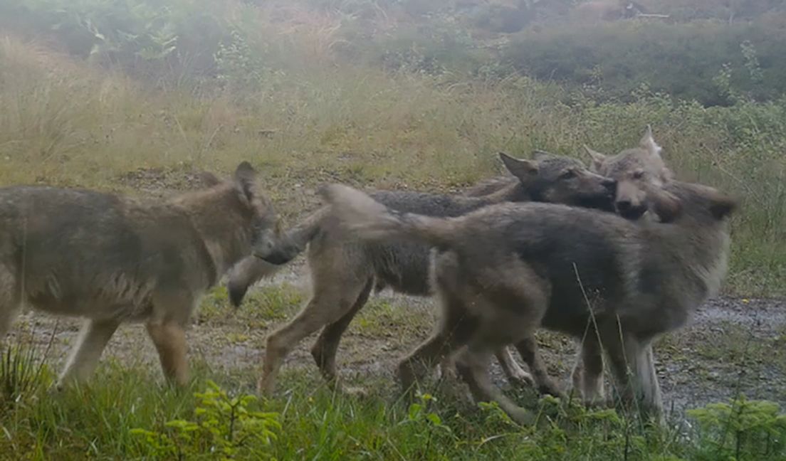 Vargrevir etablerat i Östergötland