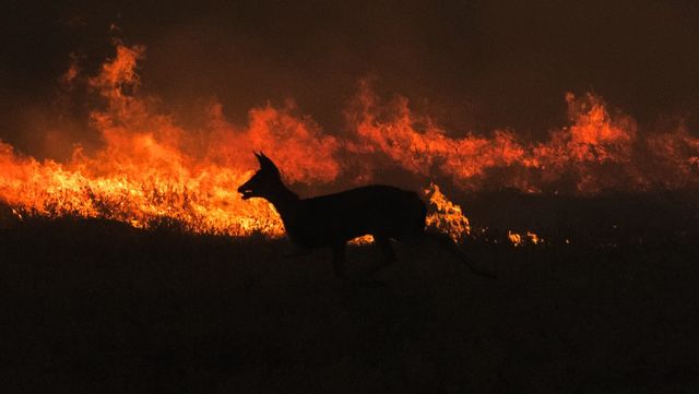Två tredjedelar av riksdagsledamöterna valde att inte svara att de bekräftar FNs generalsekreterares uppfattning att världen brinner och att vi är i en kris. I stället lät de enkäten vara obesvarad. Foto: Adam Grey/TT