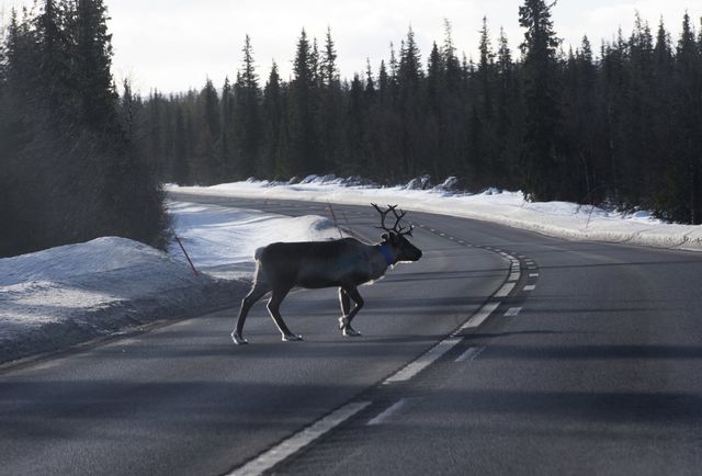 Mannen åtalas för grovt djurplågeri och skadegörelse. Arkivbild. Foto: Fredrik Sandberg/TT