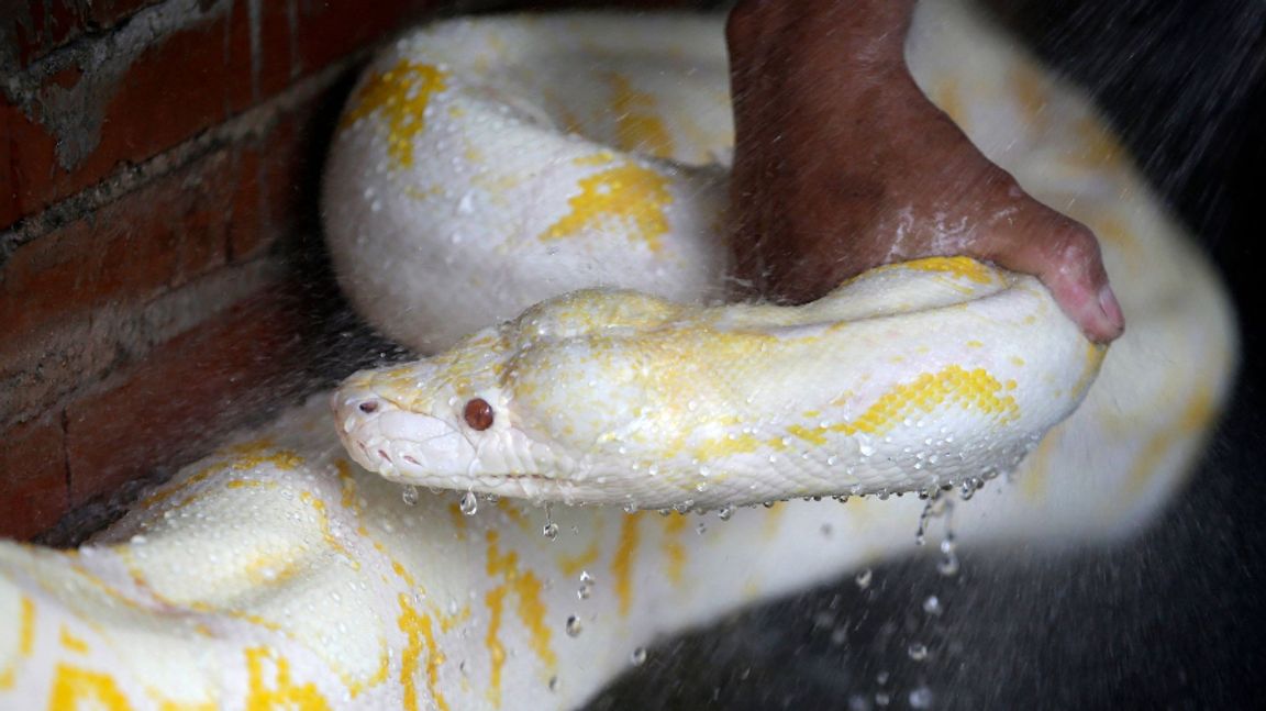 En man i Österrike blev biten av en vit- och gulmönstrad albino-pytonorm när han gick på toaletten. Arkivbild. Foto: Bullit Marquez/AP/TT.