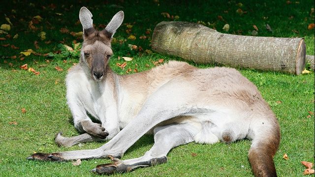 En känguru är på rymmen i Skåne. Foto: Foto: Terje Pedersen 