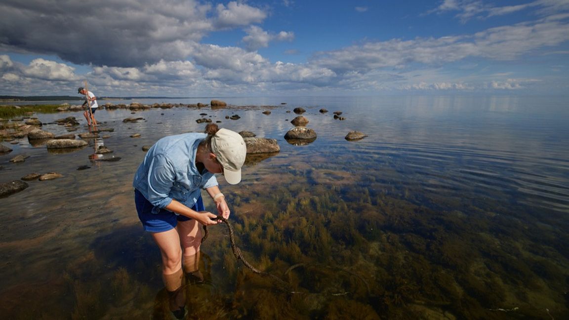 Allmänheten kan hjälpa forskarna att studera blåstångens förökning i projektet Algforskarsommar. Arkivbild. Foto: ANDREAS HILLERGREN/TT