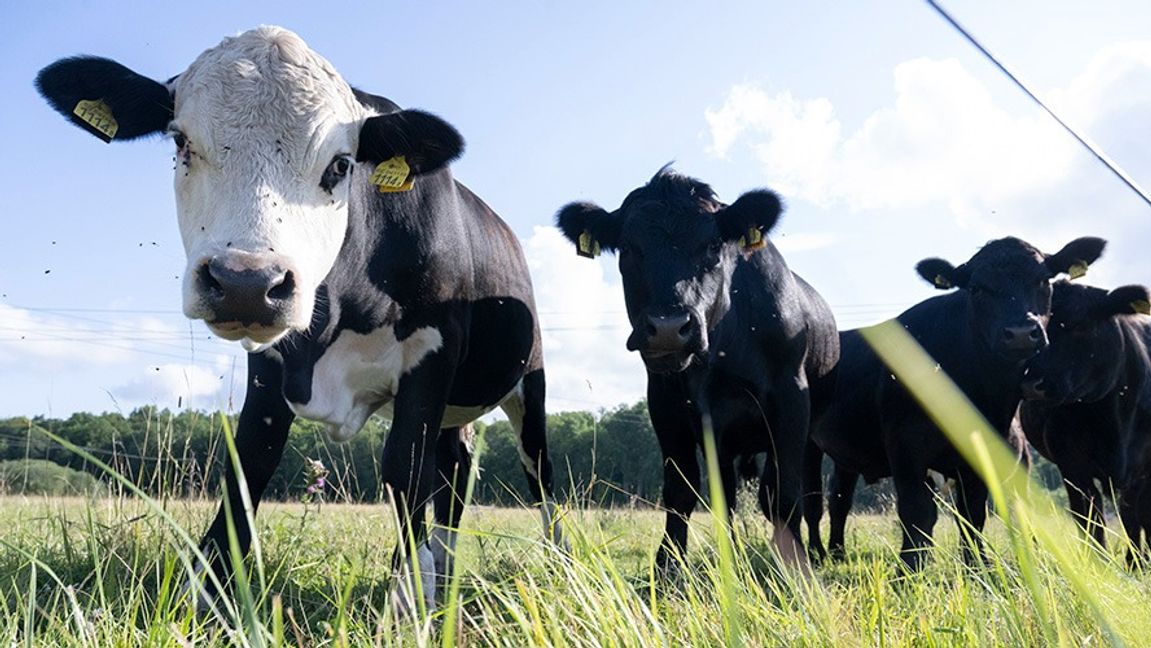 Arkivbild. Foto: Fredrik Sandberg/TT