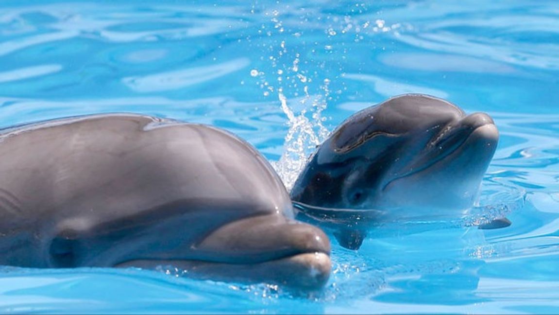 Delfinerna på bilden har inget samband med händelserna i Japan. Genrebild. Foto: Wilfredo Lee/AP/TT