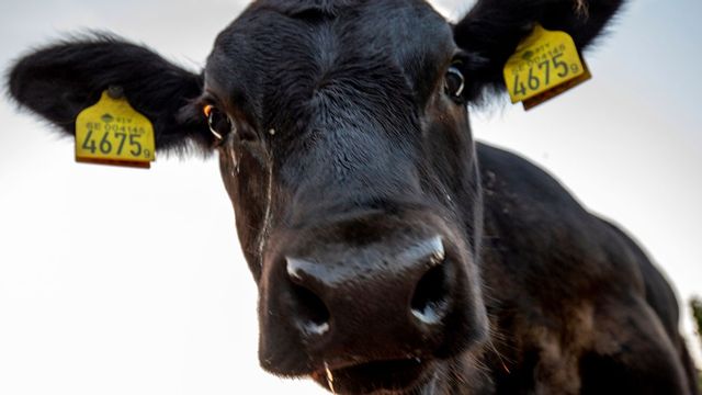 En kvinna i Mellerud fick en ko i huvudet på sin arbetsplats. Arkivbild. Foto: Martina Holmberg/TT