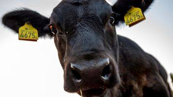 En kvinna i Mellerud fick en ko i huvudet på sin arbetsplats. Arkivbild. Foto: Martina Holmberg/TT