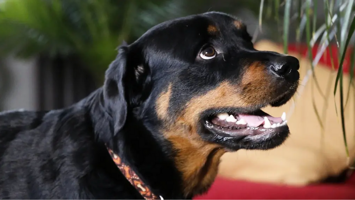 Genrebild. En rottweiler hittades övergiven i en lägenhet efter att ägaren rest bort. Foto: Brennan Linsley/AP/TT