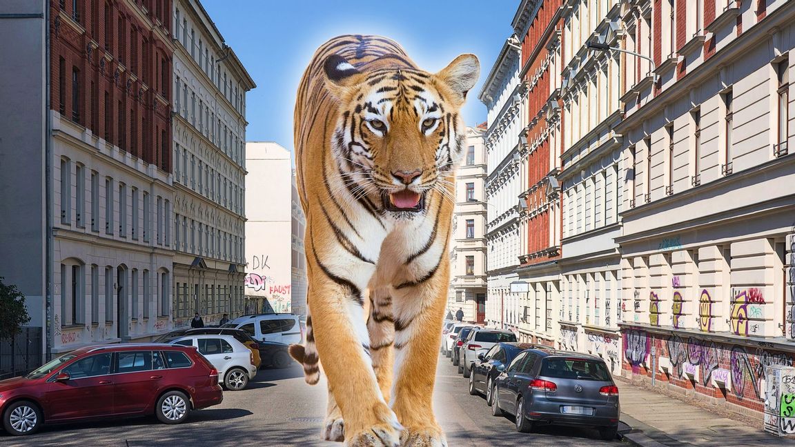 En tiger rymde i närheten av Leipzig. Foto: August Geyler/Stephenekka (CC-BY-4.0) Montage 