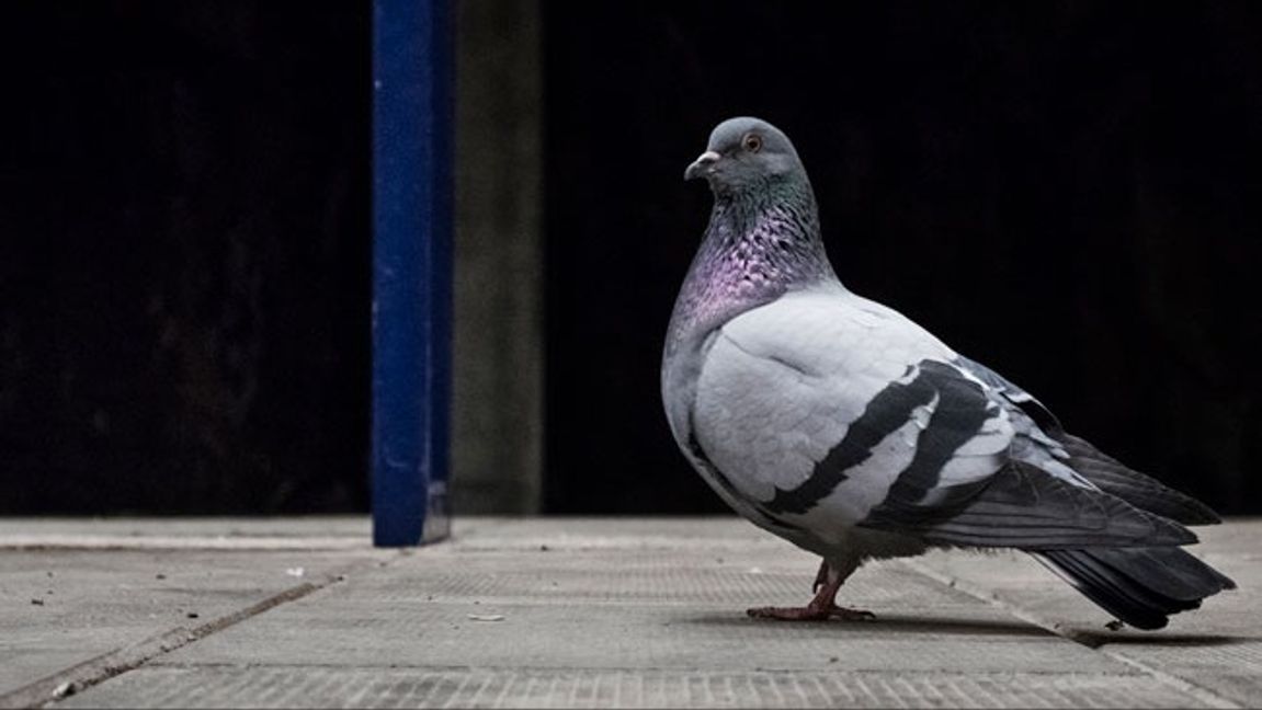 En duva levererade en påse med hasch till ett kafé på Södermalm. Foto: Anders Ahlgren/SvD/TT. 