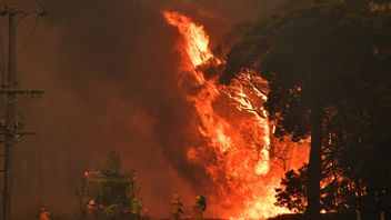 Brandmän kämpar mot höga lågor i närheten av Bilpin nordväst om Sydney i december 2019. Foto: Mick Tsikas/AP/TT