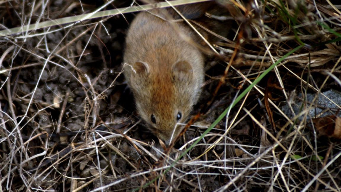 För att skydda sig från sorkfeber bör man försöka undvika direktkontakt med gnagare och undvika inandning av damm som kan vara förorenat med sorkens utsöndringar. Foto: Hasse Holmberg/TT (Arkivbild)