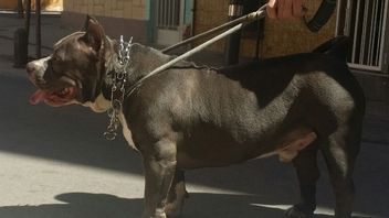 Hunden på bilden är en American Bully och är en genrebild. Foto: Juan. botti, CC BY-SA 3.0
