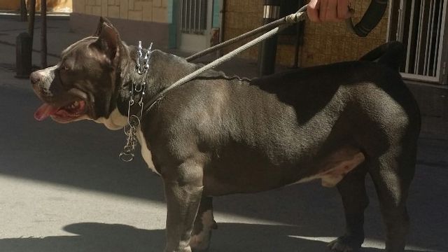 Hunden på bilden är en American Bully och är en genrebild. Foto: Juan. botti, CC BY-SA 3.0
