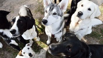 Foto: Henrik Montgomery/TT (arkivbild)