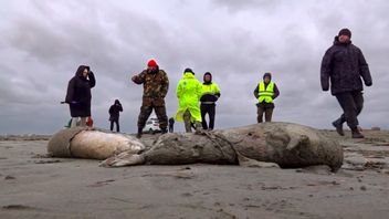 2 500 döda sälar har påträffats längs Rysslands kust mot Kaspiska havet. Foto: AP/TT