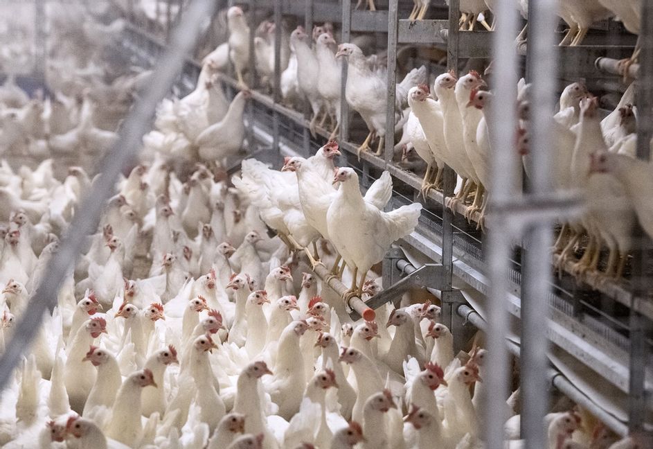 Det vanligaste sättet för människor att få i sig campylobacter är via kycklingkött. Foto: Johan Nilsson/TT