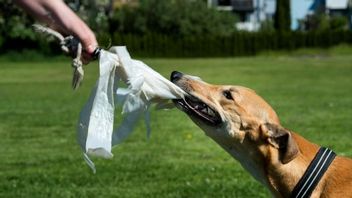 Arkivbild. Foto: Pontus Lundahl/TT.