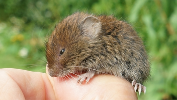 Djungelns lag ska inte gälla i svenska skogar. Foto: Jürgen Howaldt, CC BY-SA 4.0, via Wikimedia Commons