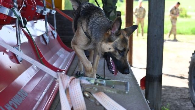 Hunden på bilden har inget med fallet att göra. Foto: Försvarsmakten