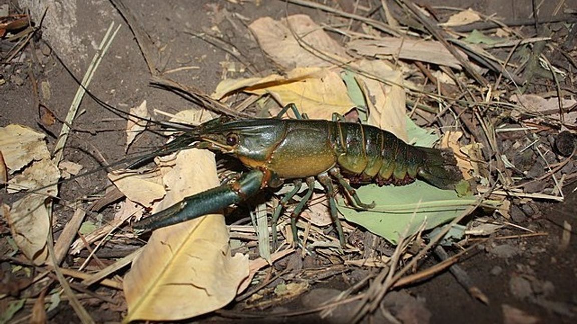 Alldeles för gott för att förkastas. Foto: nature.catcher (CC BY-SA 4.0)