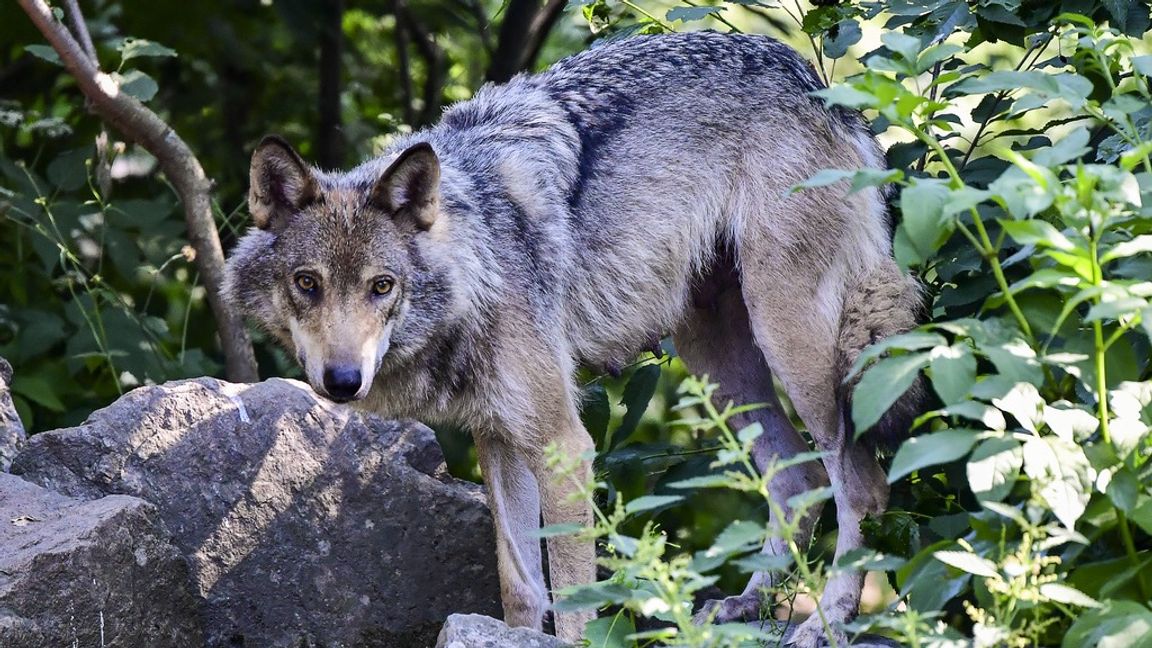 Vargens skyddstatus är på väg att sänkas. Det är goda nyheter. Foto: Jonas Ekströmer/TT
