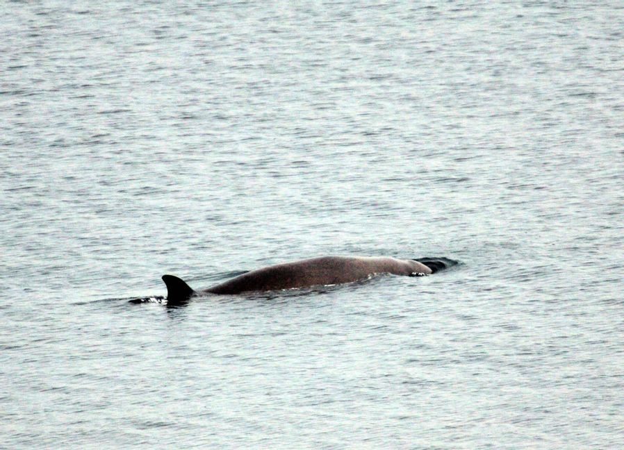 En av de två näbbvalar som räddades i fredags hittades död på söndagseftermiddagen. Valen på bilden fotograferades 2004 i Byfjorden utanför Uddevalla. Björn Larsson Rosvall/TT