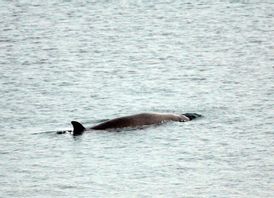 En av de två näbbvalar som räddades i fredags hittades död på söndagseftermiddagen. Valen på bilden fotograferades 2004 i Byfjorden utanför Uddevalla. Björn Larsson Rosvall/TT