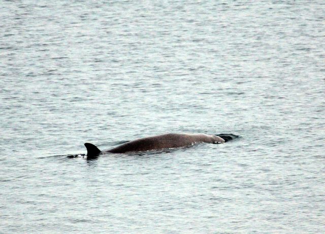 En av de två näbbvalar som räddades i fredags hittades död på söndagseftermiddagen. Valen på bilden fotograferades 2004 i Byfjorden utanför Uddevalla. Björn Larsson Rosvall/TT