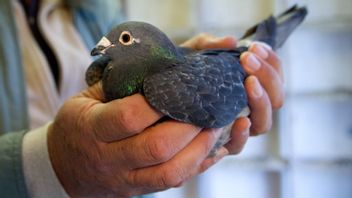 Det ryska företaget Neiry hävdar att duvor presterar bättre än vanliga maskindrönare. Foto: Björn Lindgren/TT