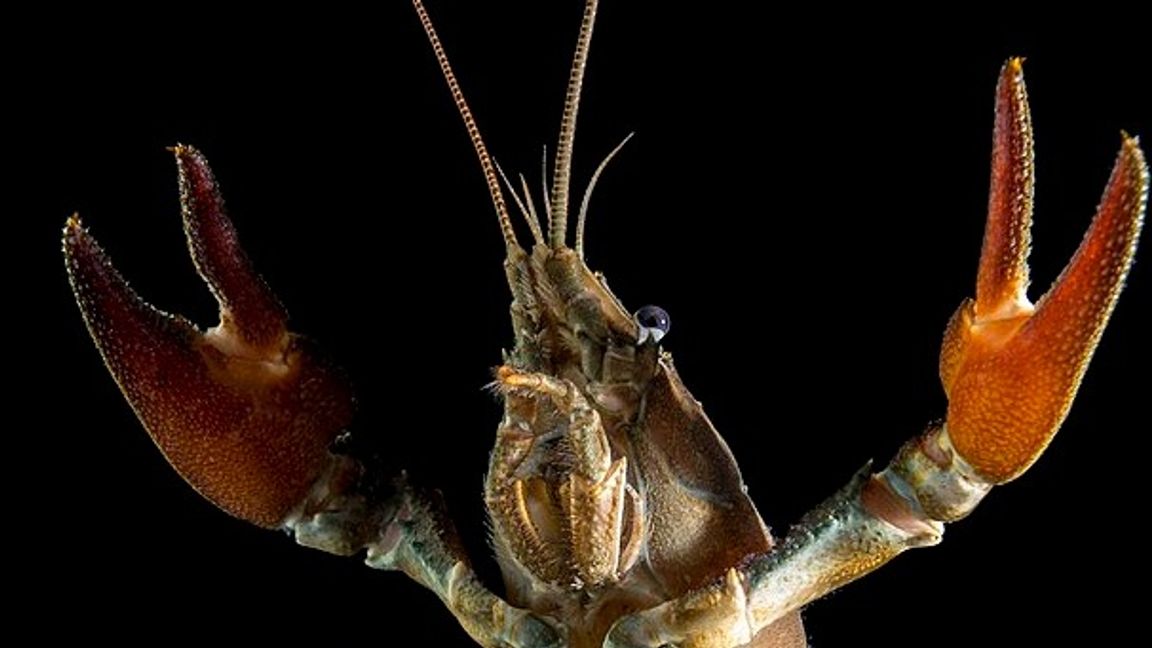 Nej man behöver inte dricka snaps till kräfor. Foto: Wikipedia